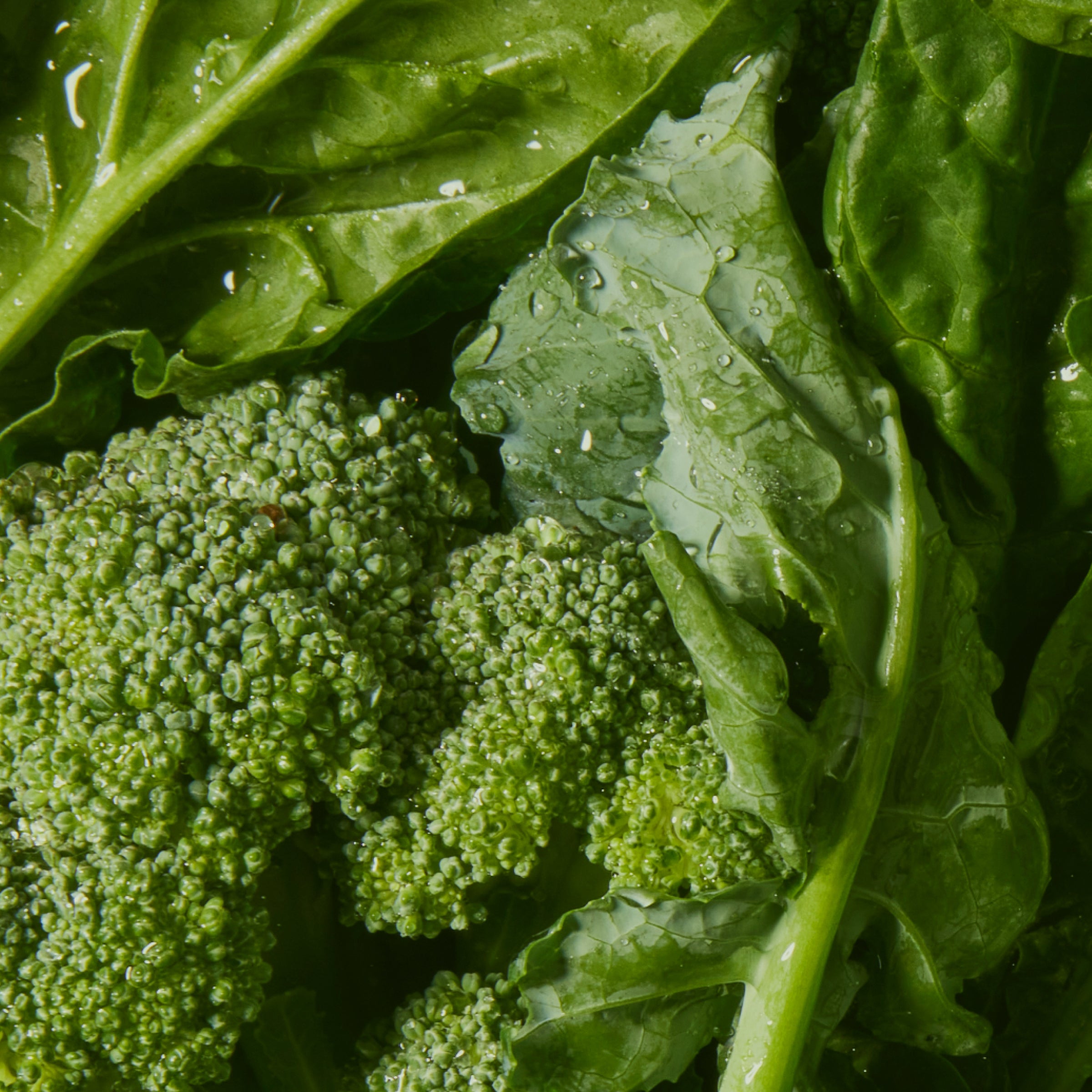 Greens Powder Background