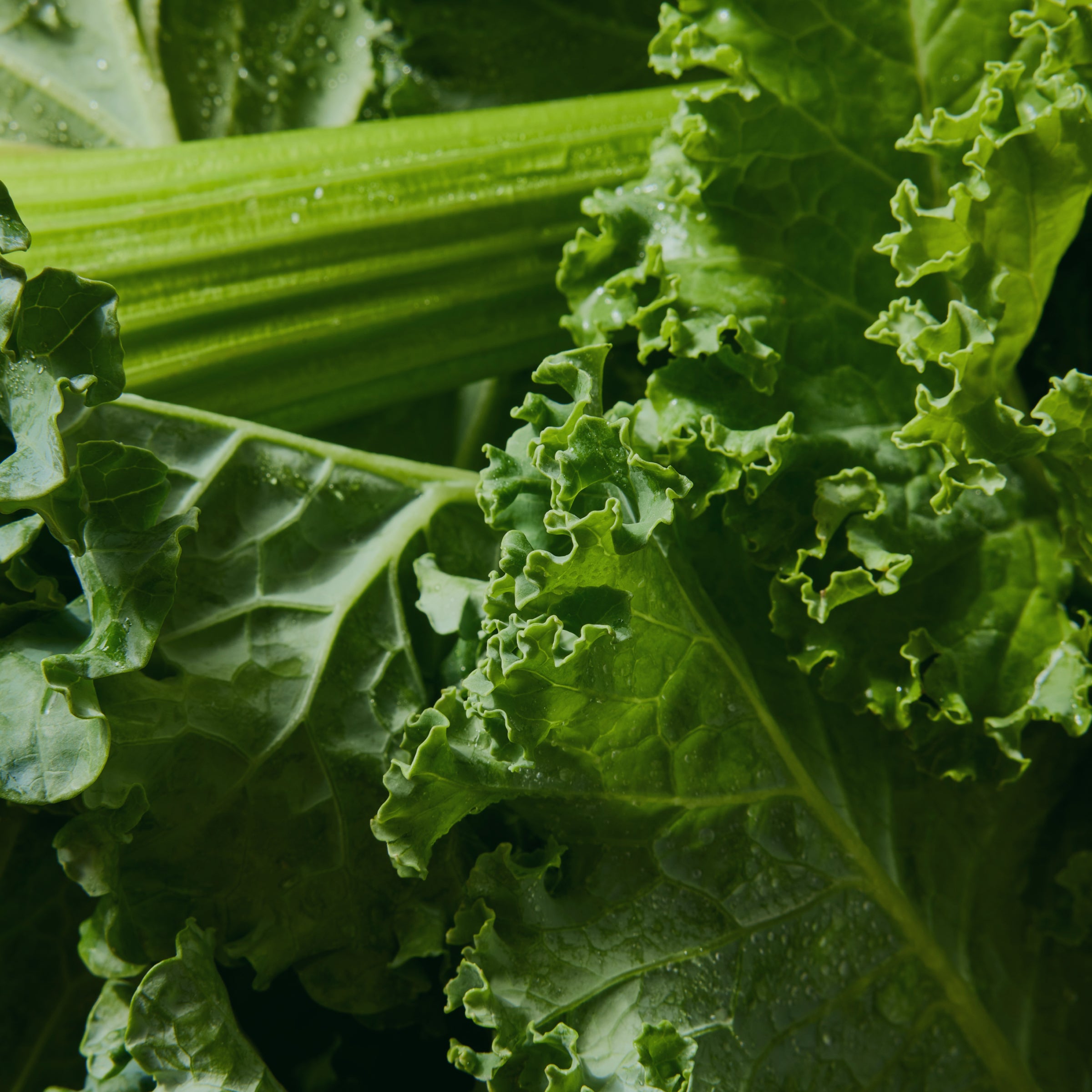 Mighty Dozen Background