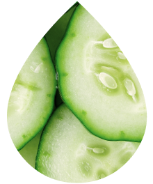 Crispy Cucumber