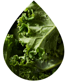 Kale & Spinach