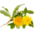 <p>Artichoke, Dandelion Root, Açai</p>